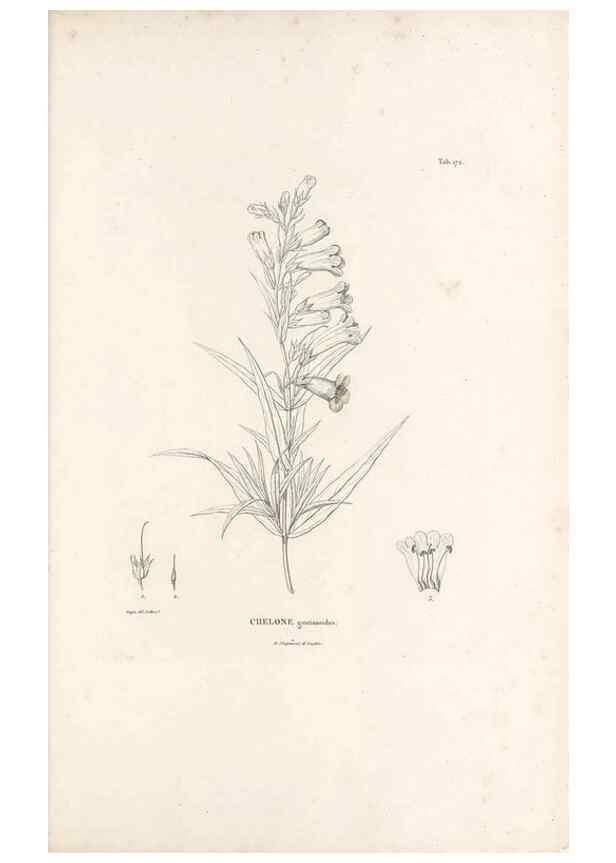 Reproducción/Reproduction 49521689772: Nova genera et species plantarum :. Antverpiae :Ex officina Christophori Plantini ...,1576.. 