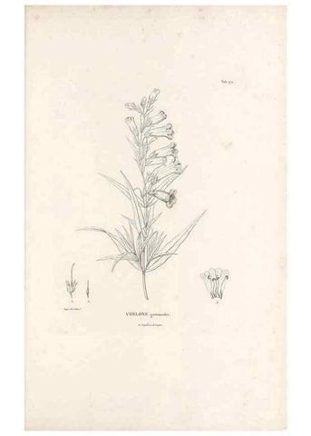 Reproducción/Reproduction 49521689772: Nova genera et species plantarum :. Antverpiae :Ex officina Christophori Plantini ...,1576.. 
