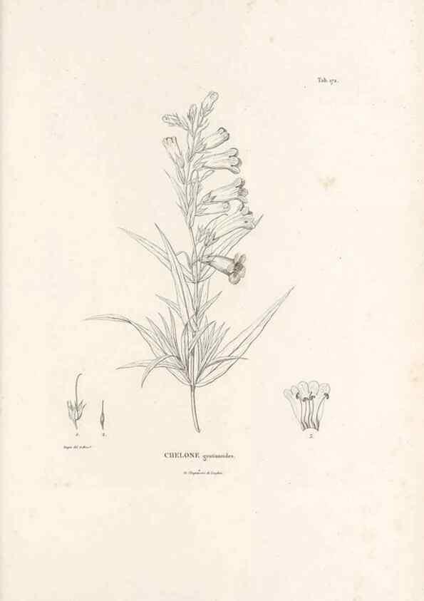 Reproducción/Reproduction 49521689772: Nova genera et species plantarum :. Antverpiae :Ex officina Christophori Plantini ...,1576.. 