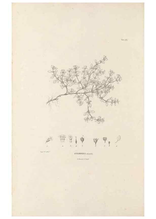 Reproducción/Reproduction 49521689407: Nova genera et species plantarum :. Antverpiae :Ex officina Christophori Plantini ...,1576.. 
