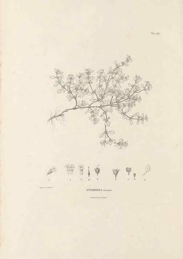 Reproducción/Reproduction 49521689407: Nova genera et species plantarum :. Antverpiae :Ex officina Christophori Plantini ...,1576.. 