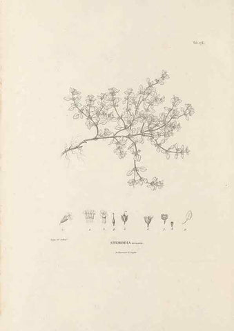 Reproducción/Reproduction 49521689407: Nova genera et species plantarum :. Antverpiae :Ex officina Christophori Plantini ...,1576.. 