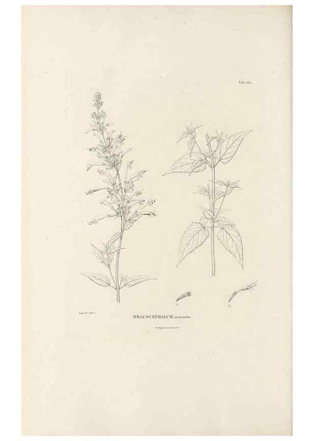 Reproducción/Reproduction 49521684692: Nova genera et species plantarum :. Antverpiae :Ex officina Christophori Plantini ...,1576.. 