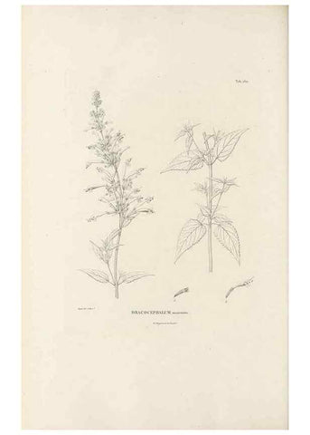 Reproducción/Reproduction 49521684692: Nova genera et species plantarum :. Antverpiae :Ex officina Christophori Plantini ...,1576.. 