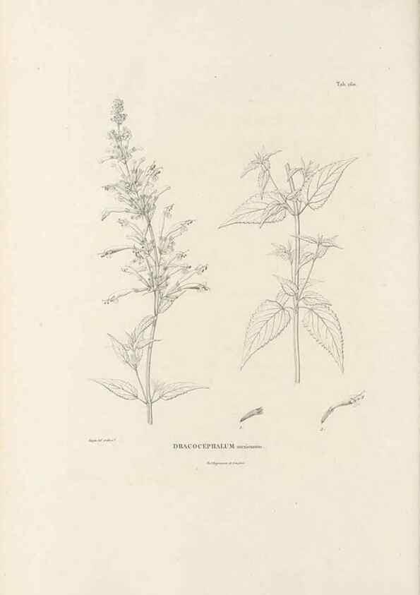 Reproducción/Reproduction 49521684692: Nova genera et species plantarum :. Antverpiae :Ex officina Christophori Plantini ...,1576.. 