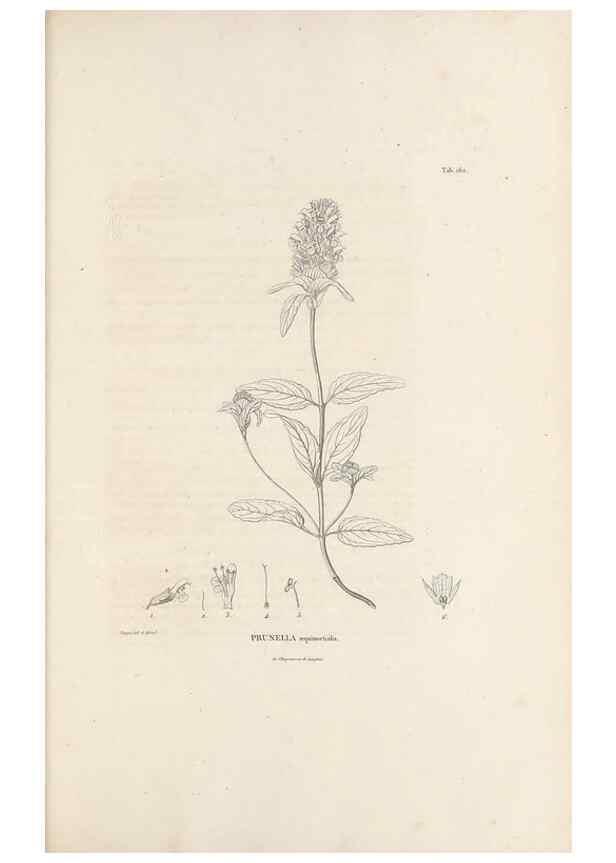 Reproducción/Reproduction 49520949323: Nova genera et species plantarum :. Antverpiae :Ex officina Christophori Plantini ...,1576.. 