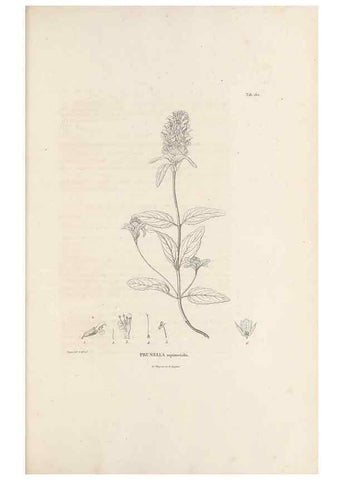 Reproducción/Reproduction 49520949323: Nova genera et species plantarum :. Antverpiae :Ex officina Christophori Plantini ...,1576.. 