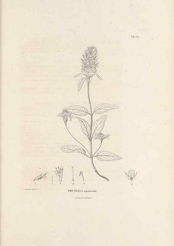 Reproducción/Reproduction 49520949323: Nova genera et species plantarum :. Antverpiae :Ex officina Christophori Plantini ...,1576.. 