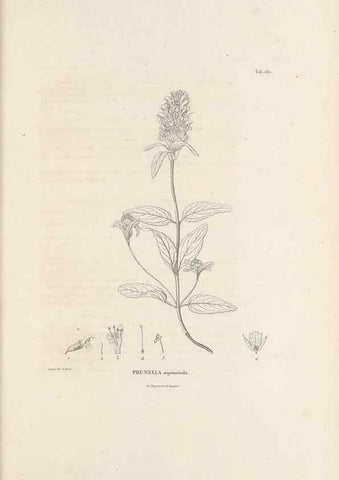 Reproducción/Reproduction 49520949323: Nova genera et species plantarum :. Antverpiae :Ex officina Christophori Plantini ...,1576.. 