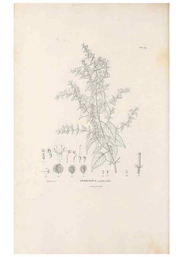 Reproducción/Reproduction 49521685397: Nova genera et species plantarum :. Antverpiae :Ex officina Christophori Plantini ...,1576.. 