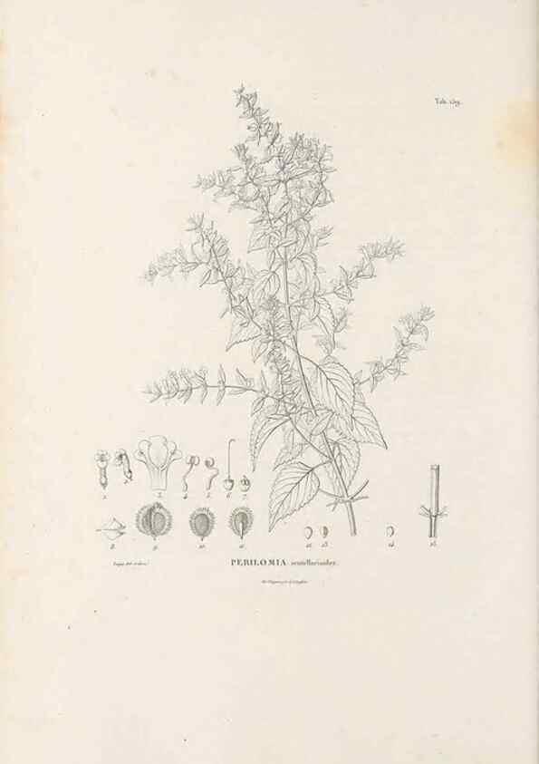 Reproducción/Reproduction 49521685397: Nova genera et species plantarum :. Antverpiae :Ex officina Christophori Plantini ...,1576.. 