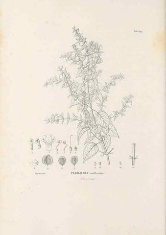 Reproducción/Reproduction 49521685397: Nova genera et species plantarum :. Antverpiae :Ex officina Christophori Plantini ...,1576.. 