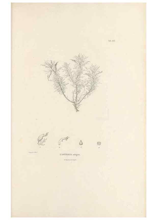 Reproducción/Reproduction 49520950023: Nova genera et species plantarum :. Antverpiae :Ex officina Christophori Plantini ...,1576.. 