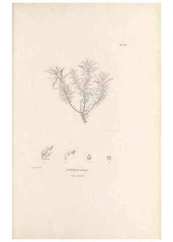 Reproducción/Reproduction 49520950023: Nova genera et species plantarum :. Antverpiae :Ex officina Christophori Plantini ...,1576.. 