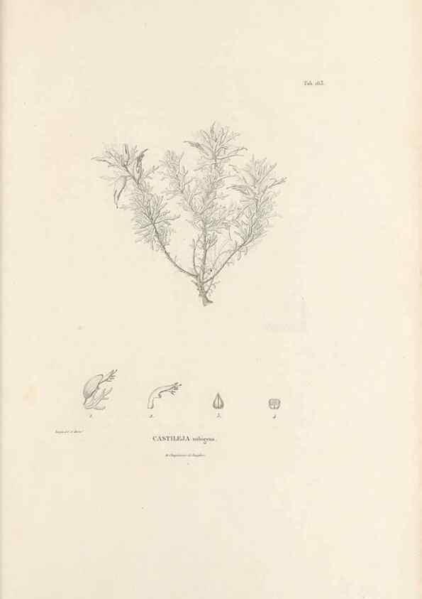 Reproducción/Reproduction 49520950023: Nova genera et species plantarum :. Antverpiae :Ex officina Christophori Plantini ...,1576.. 