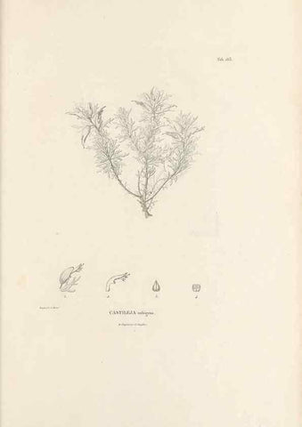Reproducción/Reproduction 49520950023: Nova genera et species plantarum :. Antverpiae :Ex officina Christophori Plantini ...,1576.. 