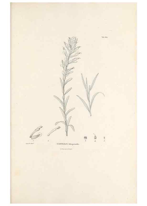 Reproducción/Reproduction 49520950243: Nova genera et species plantarum :. Antverpiae :Ex officina Christophori Plantini ...,1576.. 