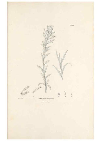 Reproducción/Reproduction 49520950243: Nova genera et species plantarum :. Antverpiae :Ex officina Christophori Plantini ...,1576.. 