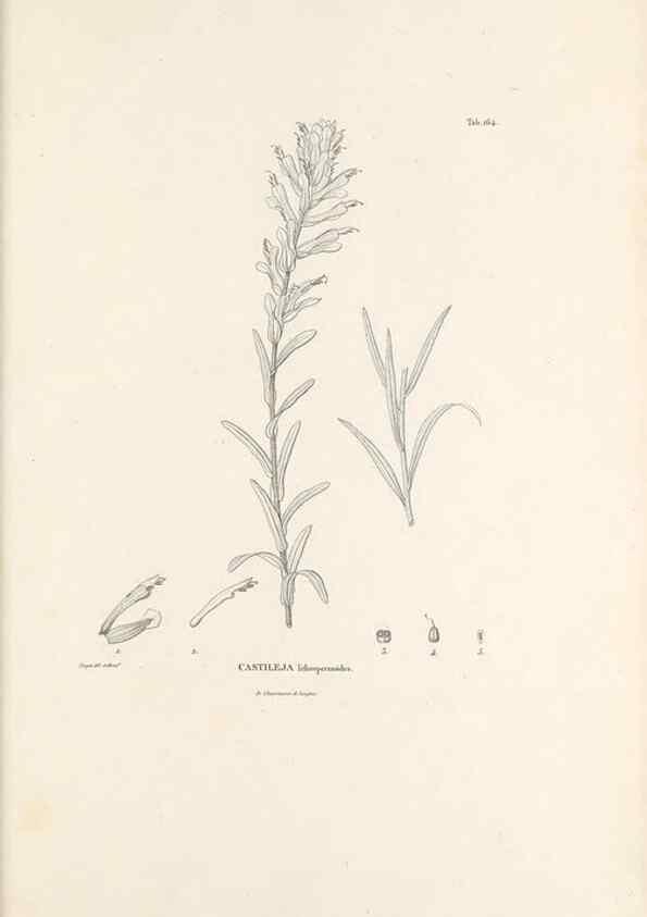 Reproducción/Reproduction 49520950243: Nova genera et species plantarum :. Antverpiae :Ex officina Christophori Plantini ...,1576.. 