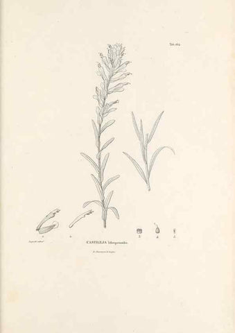 Reproducción/Reproduction 49520950243: Nova genera et species plantarum :. Antverpiae :Ex officina Christophori Plantini ...,1576.. 