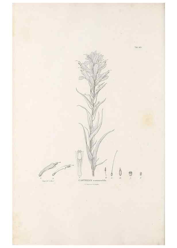 Reproducción/Reproduction 49521686277: Nova genera et species plantarum :. Antverpiae :Ex officina Christophori Plantini ...,1576.. 