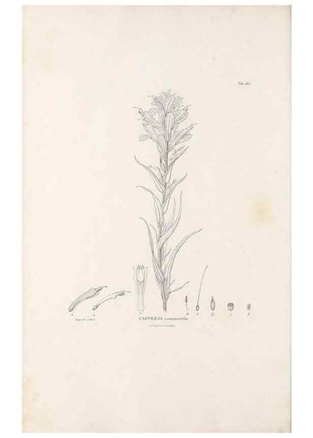 Reproducción/Reproduction 49521686277: Nova genera et species plantarum :. Antverpiae :Ex officina Christophori Plantini ...,1576.. 