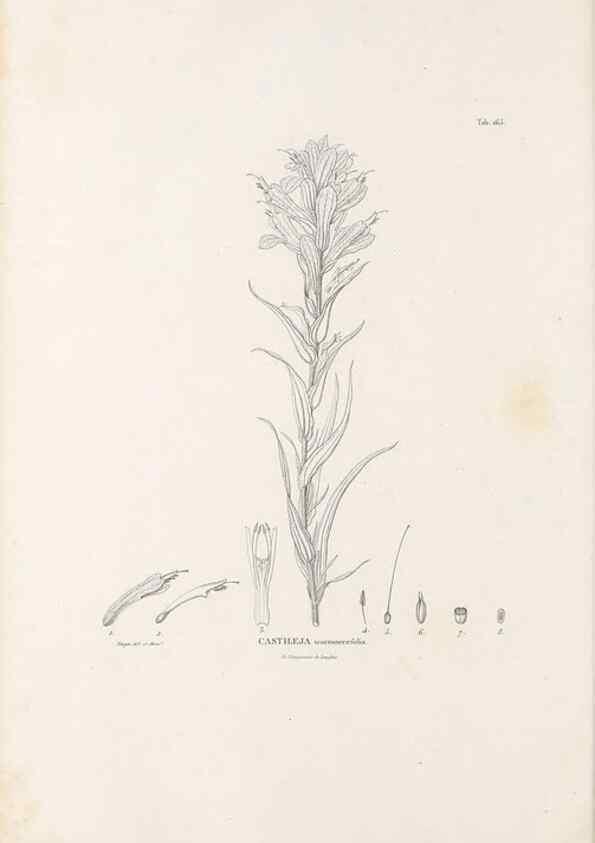 Reproducción/Reproduction 49521686277: Nova genera et species plantarum :. Antverpiae :Ex officina Christophori Plantini ...,1576.. 