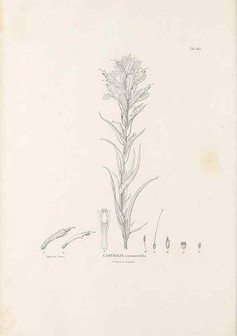 Reproducción/Reproduction 49521686277: Nova genera et species plantarum :. Antverpiae :Ex officina Christophori Plantini ...,1576.. 