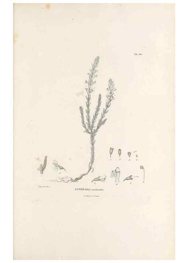 Reproducción/Reproduction 49521686567: Nova genera et species plantarum :. Antverpiae :Ex officina Christophori Plantini ...,1576.. 