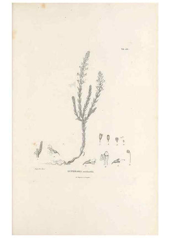 Reproducción/Reproduction 49521686567: Nova genera et species plantarum :. Antverpiae :Ex officina Christophori Plantini ...,1576.. 