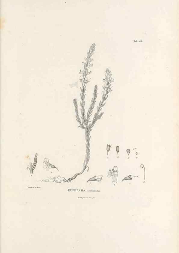 Reproducción/Reproduction 49521686567: Nova genera et species plantarum :. Antverpiae :Ex officina Christophori Plantini ...,1576.. 