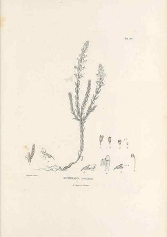 Reproducción/Reproduction 49521686567: Nova genera et species plantarum :. Antverpiae :Ex officina Christophori Plantini ...,1576.. 
