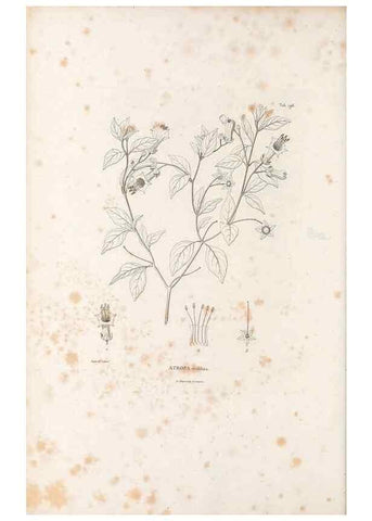 Reproducción/Reproduction 49521540096: Nova genera et species plantarum :. Antverpiae :Ex officina Christophori Plantini ...,1576.. 
