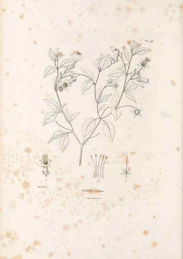 Reproducción/Reproduction 49521540096: Nova genera et species plantarum :. Antverpiae :Ex officina Christophori Plantini ...,1576.. 