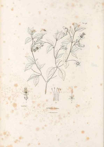 Reproducción/Reproduction 49521540096: Nova genera et species plantarum :. Antverpiae :Ex officina Christophori Plantini ...,1576.. 