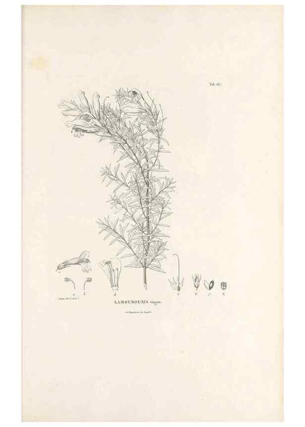 Reproducción/Reproduction 49521686857: Nova genera et species plantarum :. Antverpiae :Ex officina Christophori Plantini ...,1576.. 
