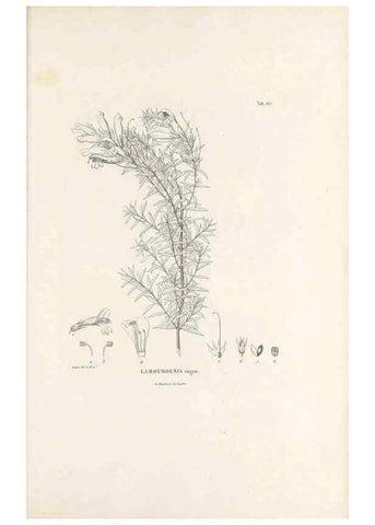 Reproducción/Reproduction 49521686857: Nova genera et species plantarum :. Antverpiae :Ex officina Christophori Plantini ...,1576.. 