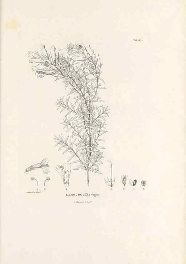 Reproducción/Reproduction 49521686857: Nova genera et species plantarum :. Antverpiae :Ex officina Christophori Plantini ...,1576.. 