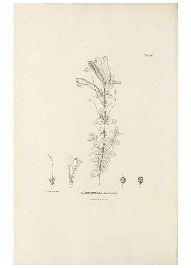 Reproducción/Reproduction 49521687332: Nova genera et species plantarum :. Antverpiae :Ex officina Christophori Plantini ...,1576.. 