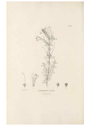 Reproducción/Reproduction 49521687332: Nova genera et species plantarum :. Antverpiae :Ex officina Christophori Plantini ...,1576.. 