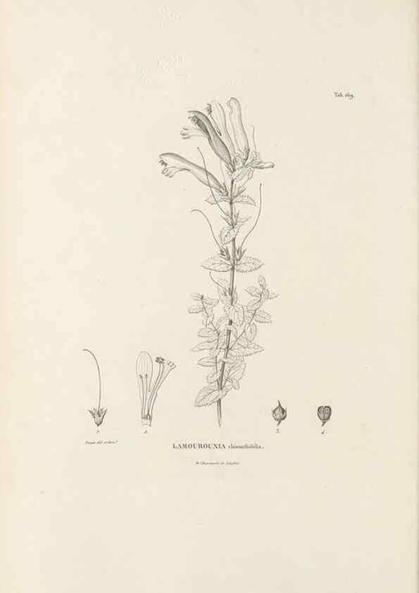 Reproducción/Reproduction 49521687332: Nova genera et species plantarum :. Antverpiae :Ex officina Christophori Plantini ...,1576.. 