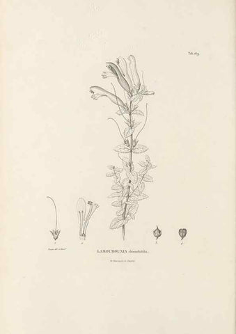 Reproducción/Reproduction 49521687332: Nova genera et species plantarum :. Antverpiae :Ex officina Christophori Plantini ...,1576.. 