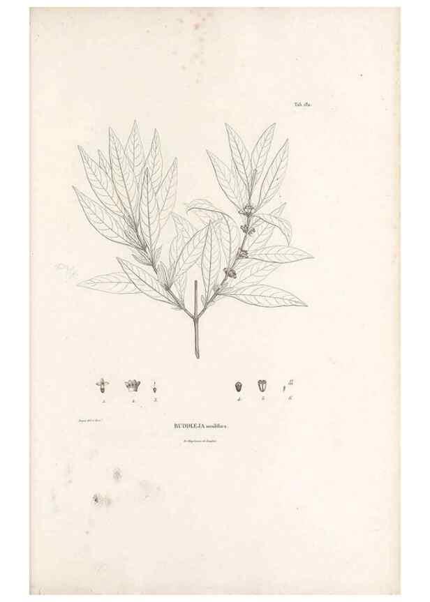 Reproducción/Reproduction 49520951703: Nova genera et species plantarum :. Antverpiae :Ex officina Christophori Plantini ...,1576.. 