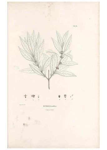 Reproducción/Reproduction 49520951703: Nova genera et species plantarum :. Antverpiae :Ex officina Christophori Plantini ...,1576.. 