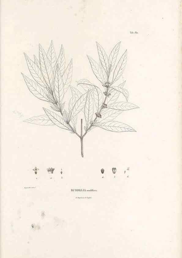 Reproducción/Reproduction 49520951703: Nova genera et species plantarum :. Antverpiae :Ex officina Christophori Plantini ...,1576.. 