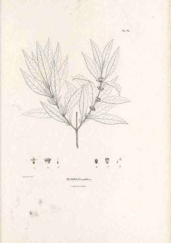 Reproducción/Reproduction 49520951703: Nova genera et species plantarum :. Antverpiae :Ex officina Christophori Plantini ...,1576.. 