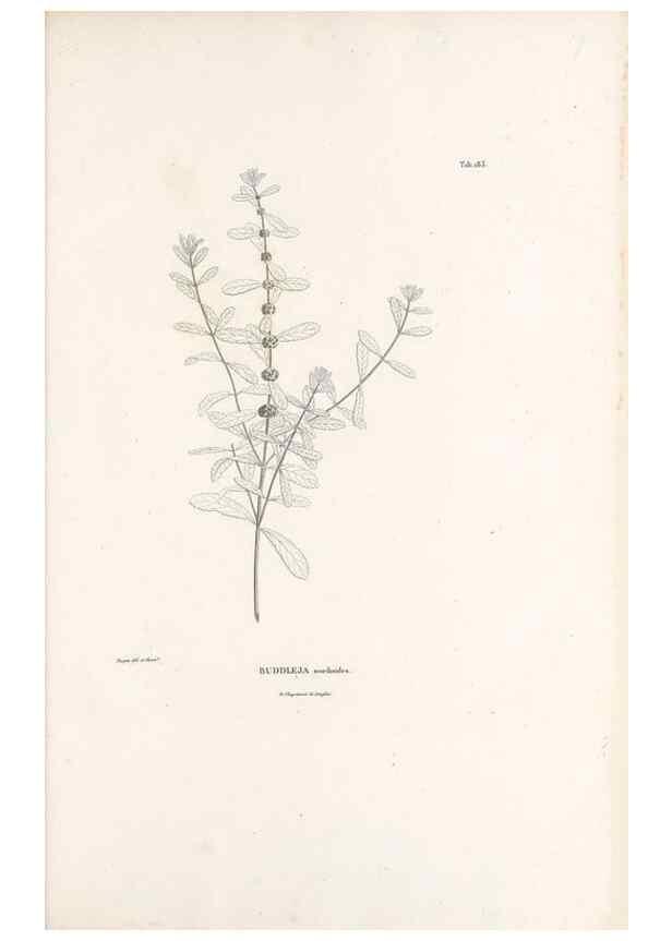 Reproducción/Reproduction 49521687842: Nova genera et species plantarum :. Antverpiae :Ex officina Christophori Plantini ...,1576.. 