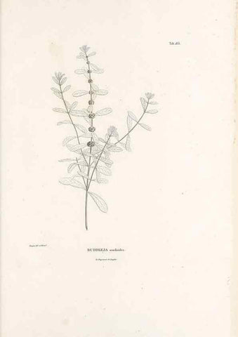 Reproducción/Reproduction 49521687842: Nova genera et species plantarum :. Antverpiae :Ex officina Christophori Plantini ...,1576.. 
