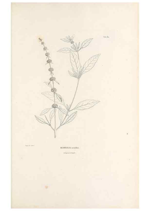 Reproducción/Reproduction 49521688167: Nova genera et species plantarum :. Antverpiae :Ex officina Christophori Plantini ...,1576.. 
