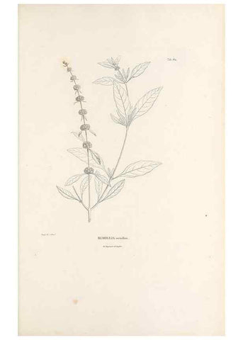 Reproducción/Reproduction 49521688167: Nova genera et species plantarum :. Antverpiae :Ex officina Christophori Plantini ...,1576.. 